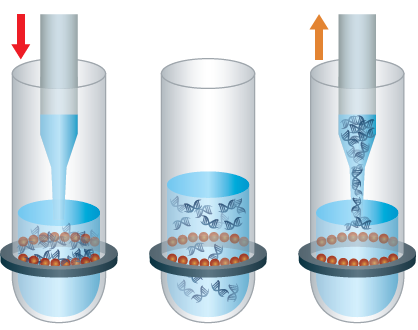 Ecco come funziona il cleanup degli acidi nucleici con il metodo SPRI - Fase 3